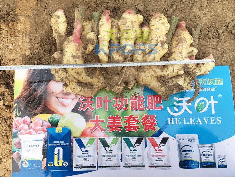 水溶肥用量少，可是效果卻很好！