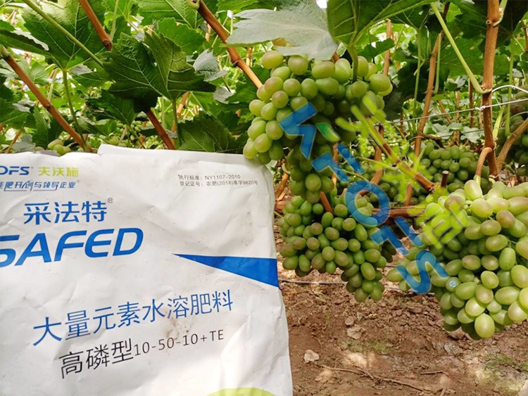 水溶肥價格高，可是用的人卻很多！