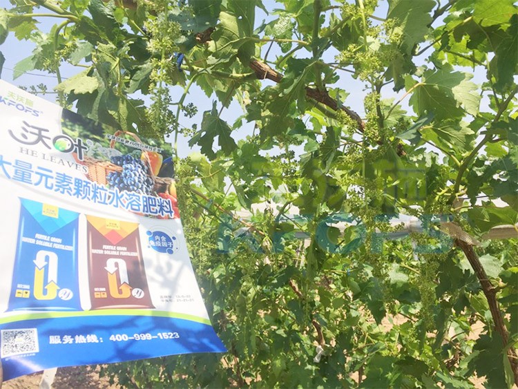 葡萄抽梢粗細(xì)不齊，如何搭配水溶肥調(diào)理？