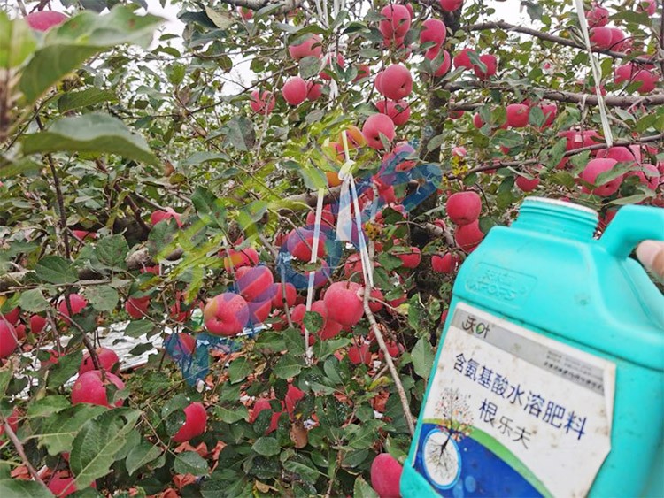 蘋果樹用什么生根肥好？看看這款！
