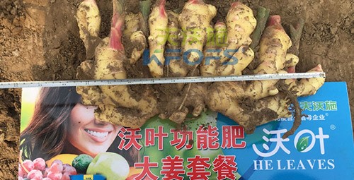 水溶肥用量少，可是效果卻很好！