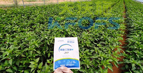 磷酸二氫鉀不好用？那是因?yàn)闆]選對！