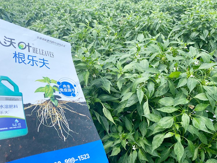 辣椒用什么水溶肥病害少？