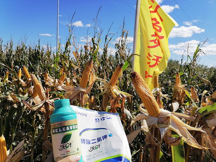 玉米葉面肥哪個(gè)品牌好？