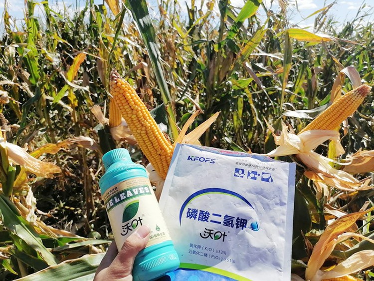 玉米葉面肥哪個(gè)品牌好？