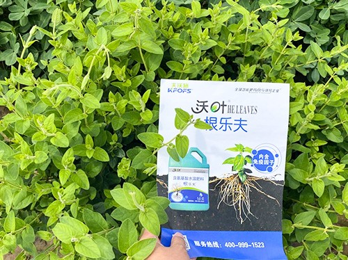 水溶肥這樣搭配使用，解決金銀花根腐黃化