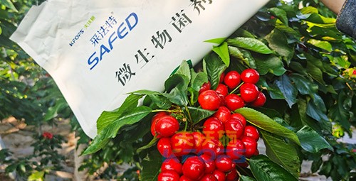 進口水溶肥怎么選？參考這三點就夠了！