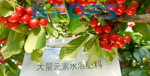 大量元素水溶肥為什么都說進(jìn)口的好？
