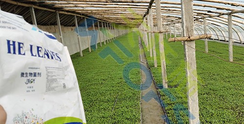 微生物菌劑廠家哪家好？