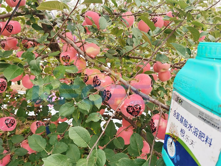 沃葉水溶肥效果怎么樣？怎么購買？