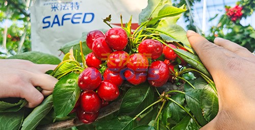 水溶肥用對(duì)了，果大果多品質(zhì)好！