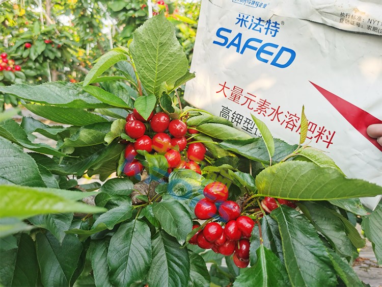 水溶肥用對了，果大果多品質(zhì)好！