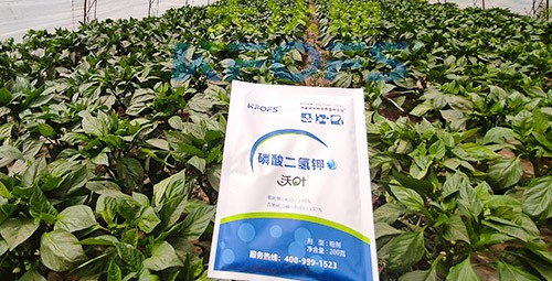 磷酸二氫鉀的正規(guī)廠家是什么樣的？