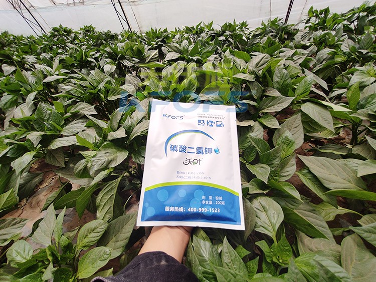 磷酸二氫鉀的正規(guī)廠家是什么樣的？