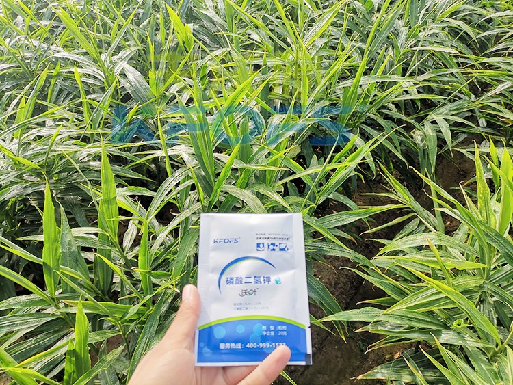 磷酸二氫鉀選這個(gè)品牌，不會(huì)錯(cuò)！