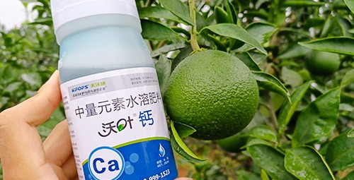 果樹補鈣用什么鈣肥好？