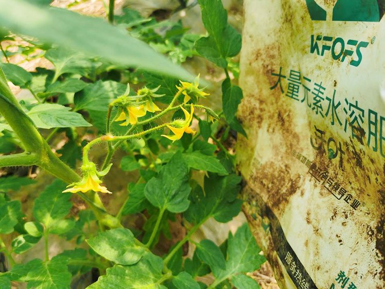 水溶肥哪種的效果好？看完別說不知道了！