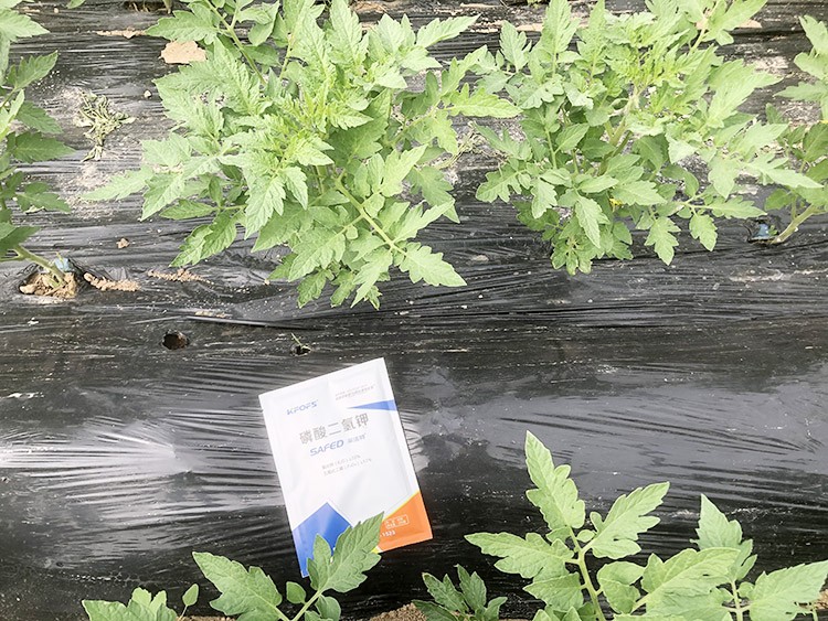 什么牌子的磷酸二氫鉀好？這個答案不要錯過！
