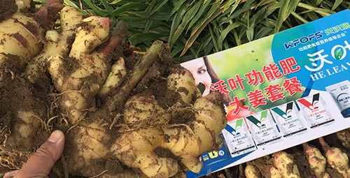 進(jìn)口水溶肥還不知道沃葉？虧大了！