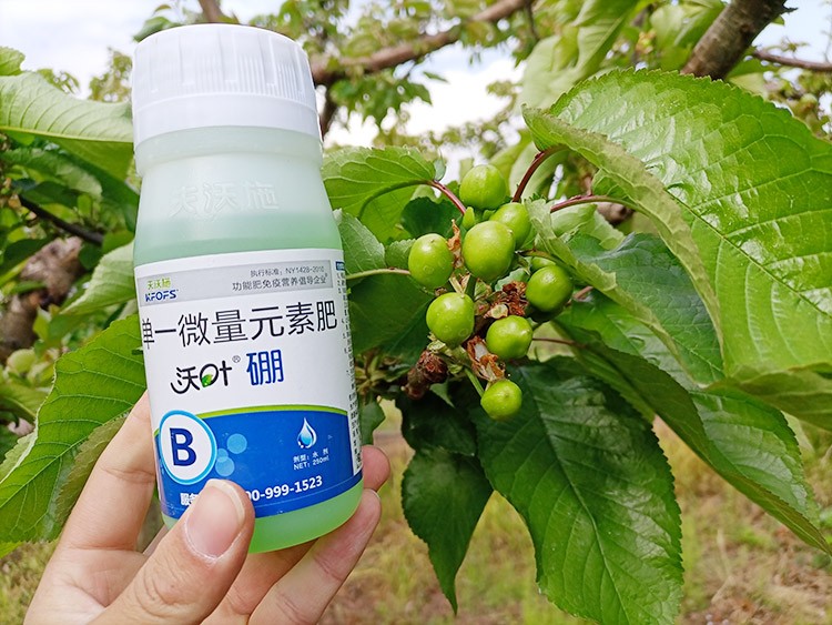 硼肥哪個品牌的好？這款不要錯過！