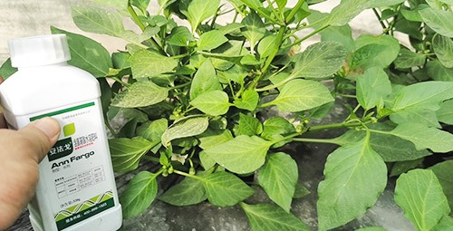 解藥害用什么葉面肥好？