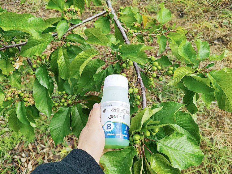 保花保果葉面肥，她就認(rèn)準(zhǔn)這個(gè)牌子！