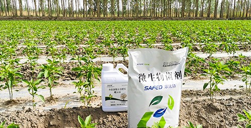 微生物菌肥哪家好？用效果說(shuō)話！