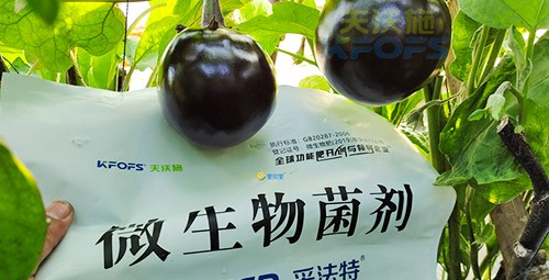 進口水溶肥蔬菜上怎么用效果好？