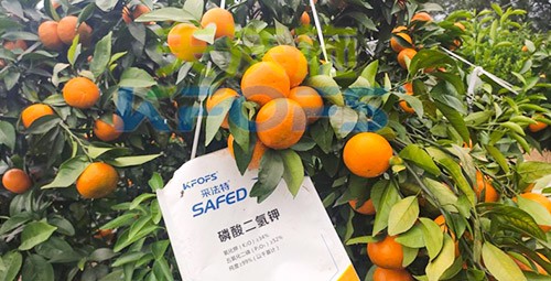 柑橘專用肥選采法特，就是不一樣！