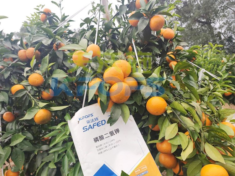 柑橘專用肥選采法特，就是不一樣！