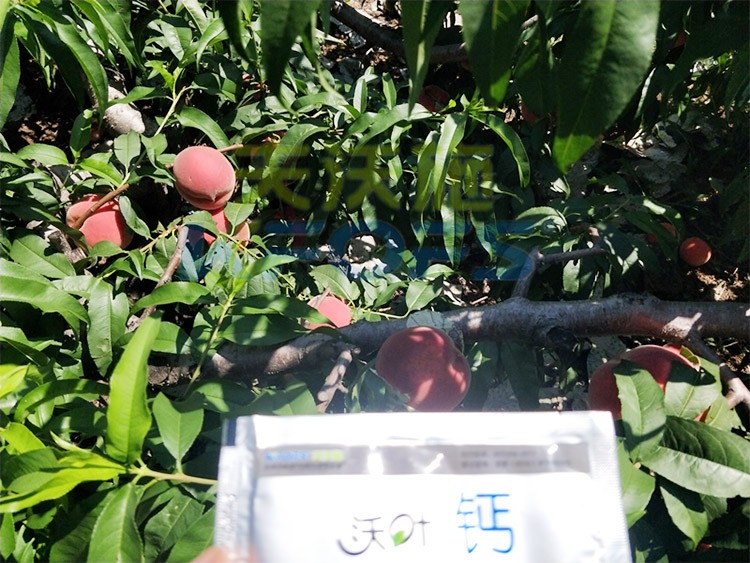 桃樹施什么肥料好，看這一篇就夠了！