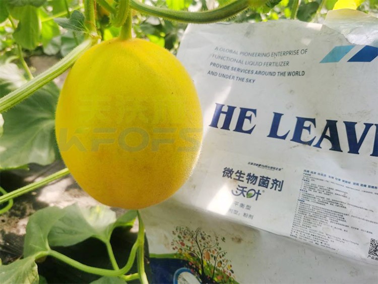 甜瓜用什么肥料更甜，你知道嗎？