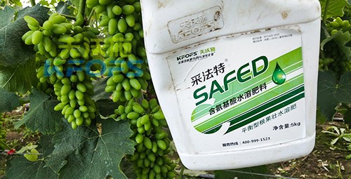 進口水溶肥用這個，葡萄能增產(chǎn)