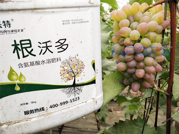 葡萄水溶肥品牌哪個好？案例告訴你！