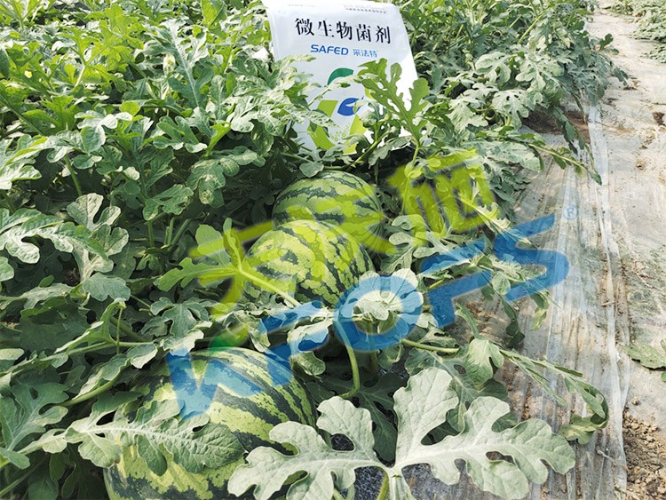 西瓜用微生物菌劑，能達(dá)到什么效果？