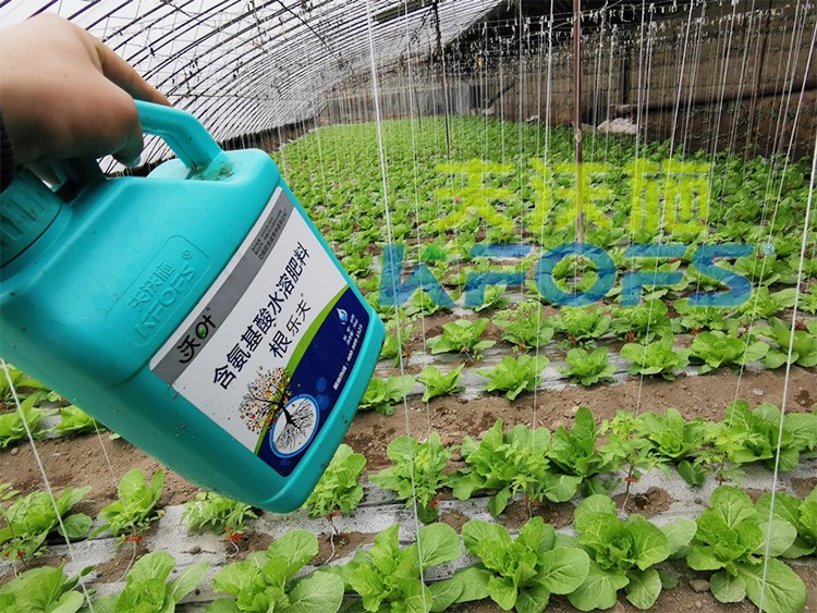蔬菜用進口水溶肥，有什么突出效果？