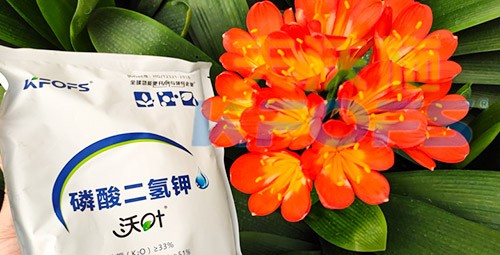 花卉用這款磷酸二氫鉀，效果不一般！