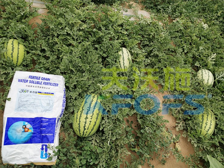 西瓜用什么進(jìn)口水溶肥好？
