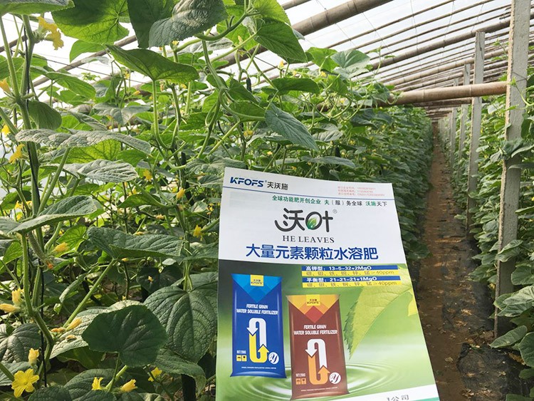 黃瓜用這樣的水溶肥，產(chǎn)量就是高！