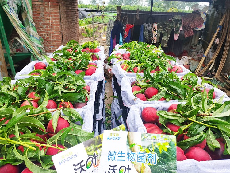 桃樹(shù)用什么肥料好？且看這篇！