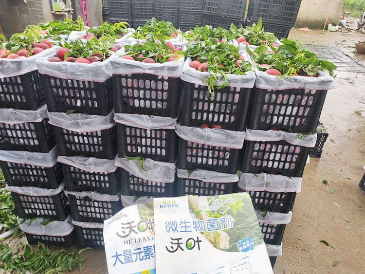 桃樹(shù)用什么肥料好？且看這篇！