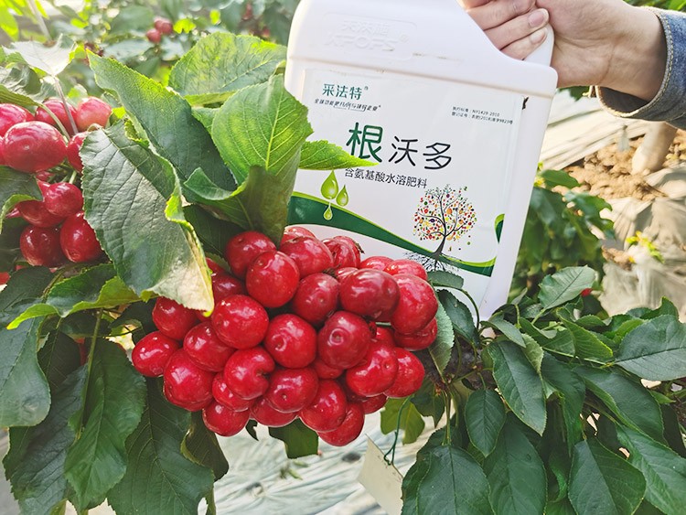 大櫻桃水溶肥廠家哪家好？這樣的才更可靠！