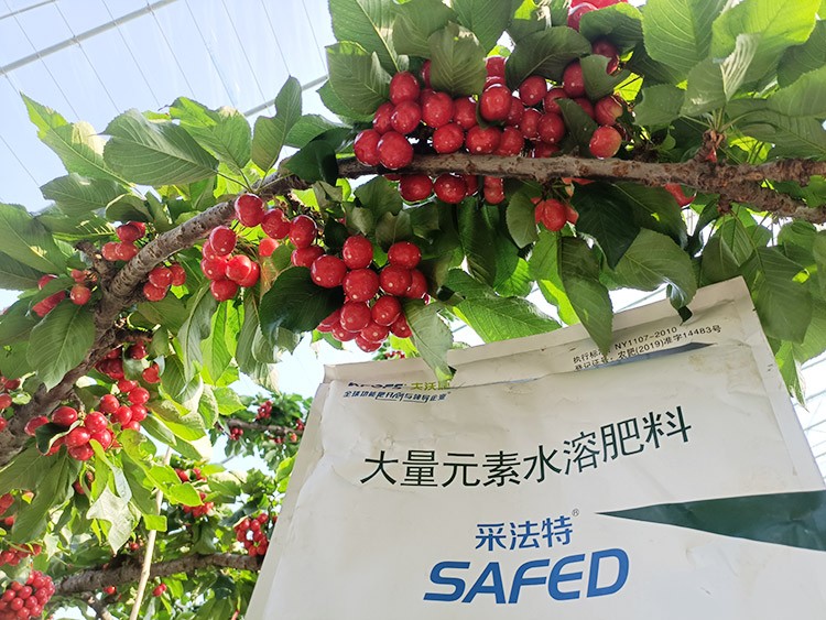 大櫻桃水溶肥廠家哪家好？這樣的才更可靠！