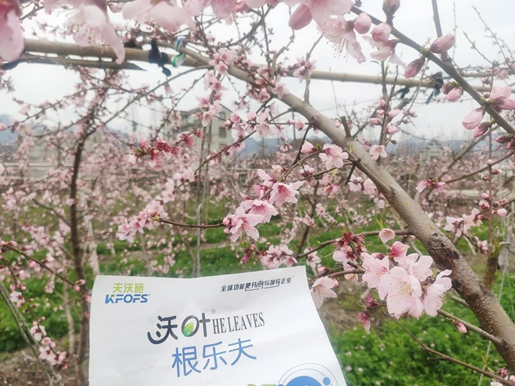 桃樹根腐不可怕，怕的是不用水溶肥治療！