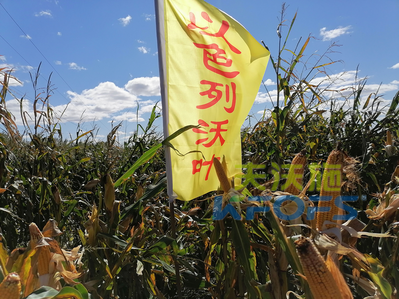 玉米打什么葉面肥增產(chǎn)？解你所惑！