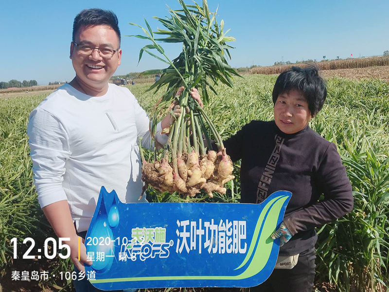 微生物菌劑為何要在大姜上全程使用？