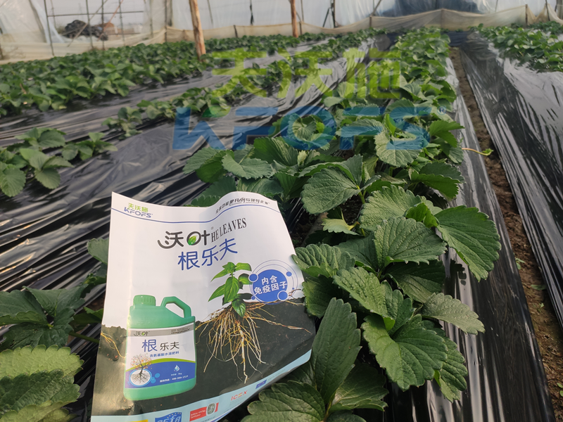 草莓結(jié)果的時候要施什么肥？別再用錯了！