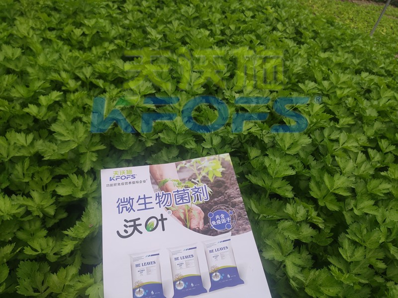 柑橘開春肥，這樣選擇使用準沒錯！
