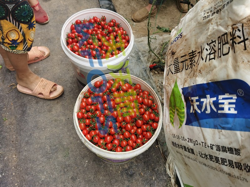 這款大量元素水溶肥，看完為何都很心動？