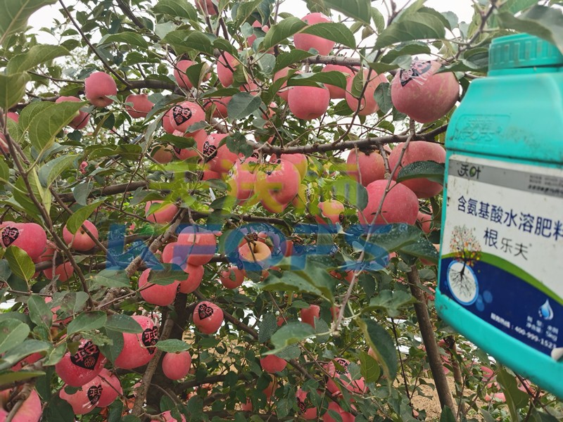 不要只關(guān)注水溶肥一袋多少錢，還有更重要的！